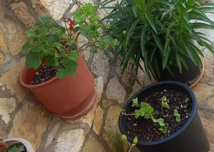 Himara Apartments * هيماري